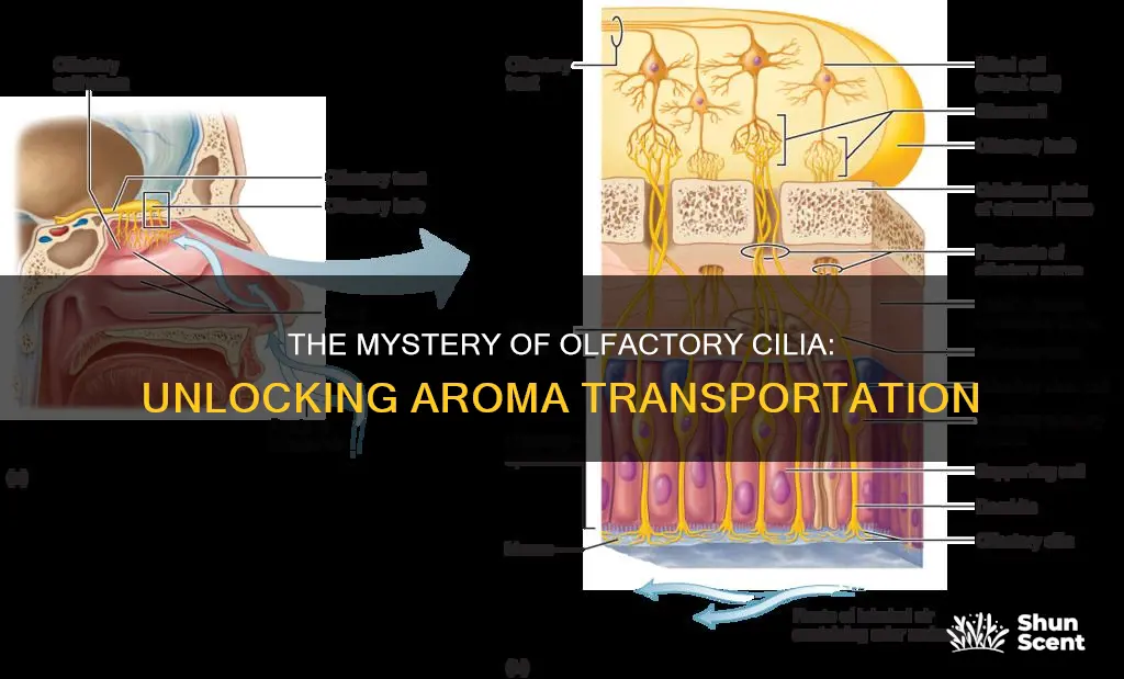 how do olfactory cilia carry aroma