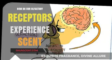 Unveiling the Science: How Olfactory Receptors Decode and Experience Scents