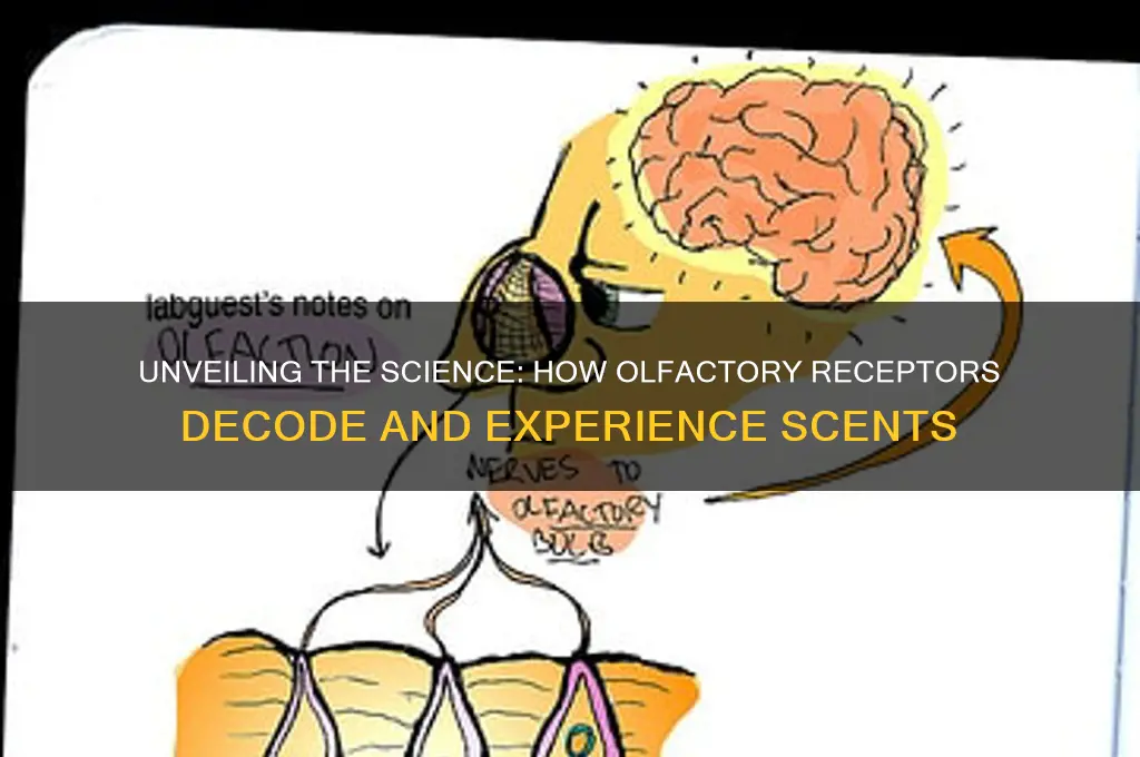 how do our olfactory receptors experience scent