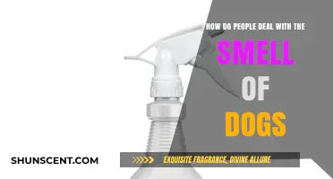 Freshening Up: Effective Ways to Manage Dog Odors at Home