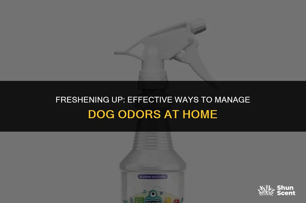 how do people deal with the smell of dogs