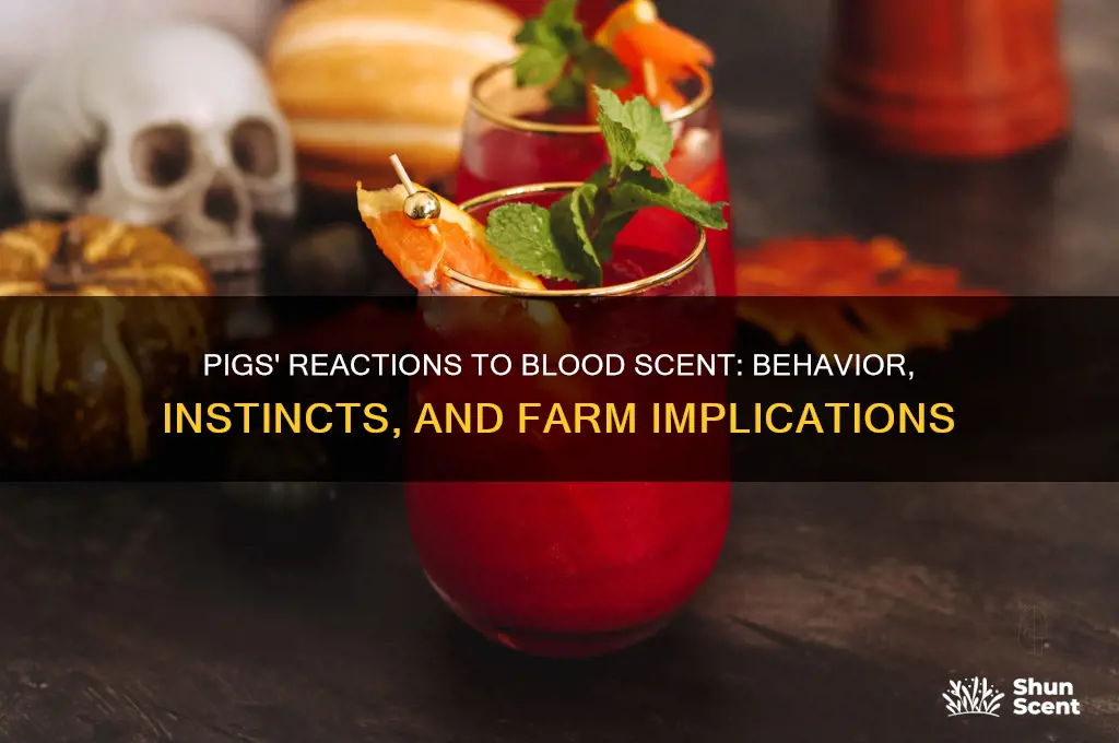 how do pigs react to the scent of blood