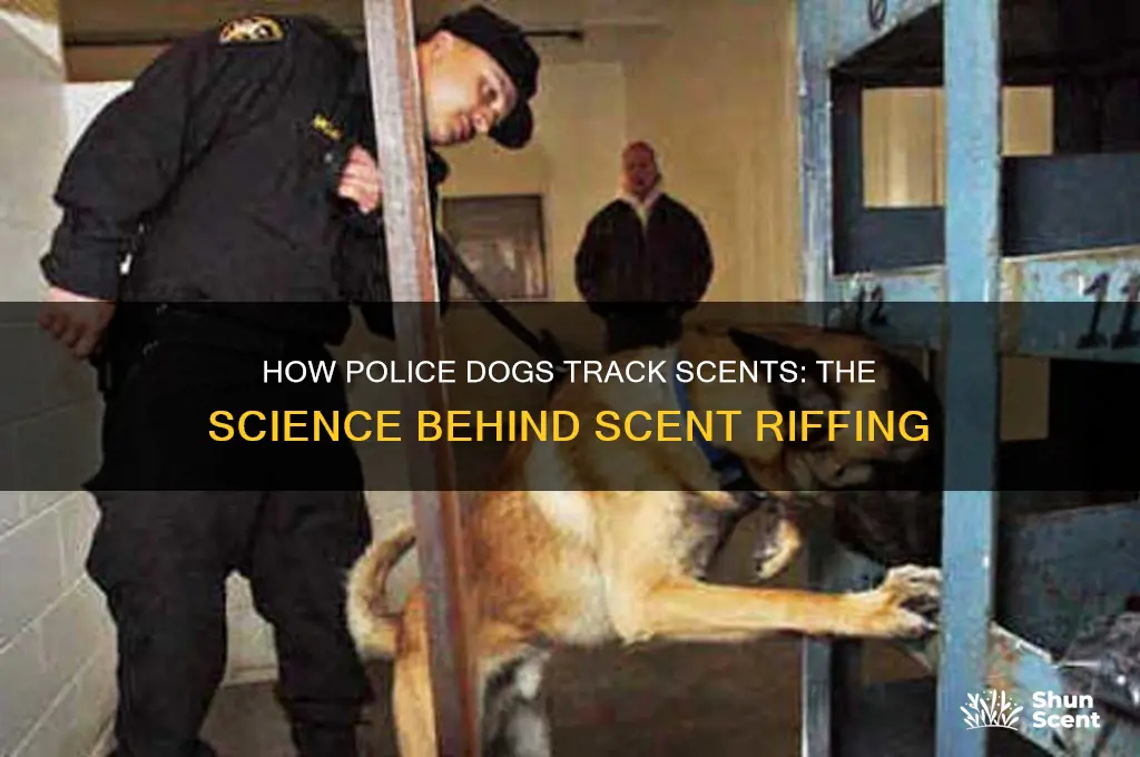how do police dogs track a scent riff