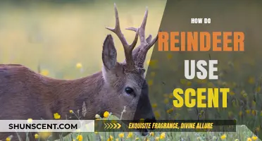 Reindeer's Scent Secrets: How They Navigate, Communicate, and Survive