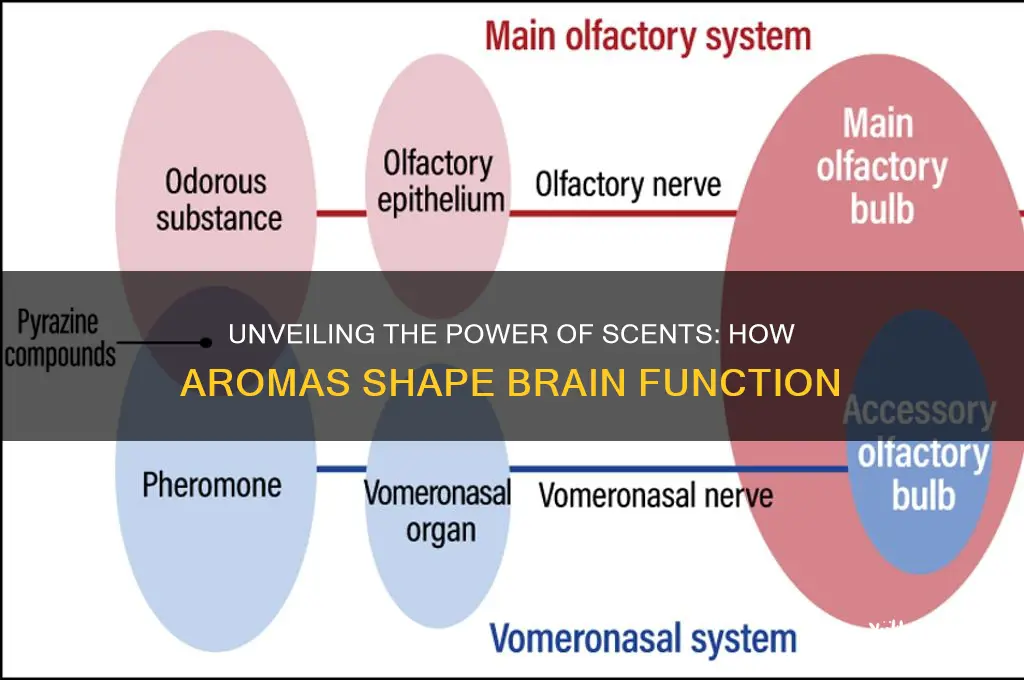 how do scents affect the brain
