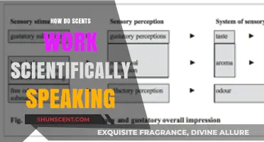 Unraveling the Science Behind Scents: How Olfactory Perception Works