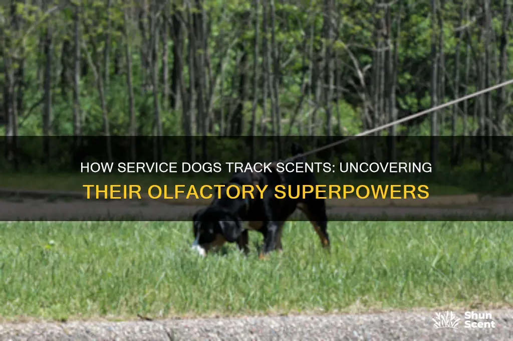 how do service dogs track scents