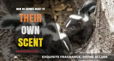Do Skunks Mind Their Own Smell? Surprising Reactions Revealed