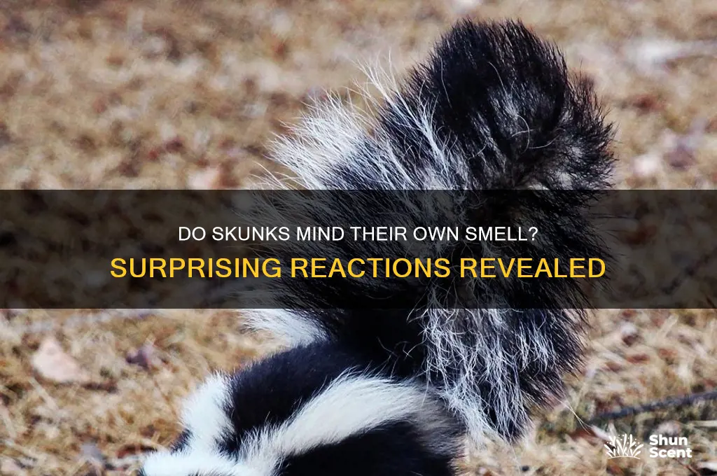 how do skunks react to their own scent