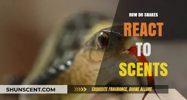 Snakes and Scents: Unraveling Their Olfactory Reactions and Behaviors