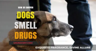 Unleashing the Power: How Sniffer Dogs Detect Drugs