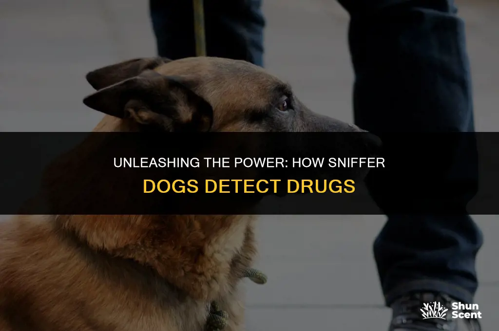 how do sniffer dogs smell drugs