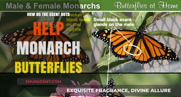 Scent Dots: Guiding Monarch Butterflies' Migration with Aromatic Precision