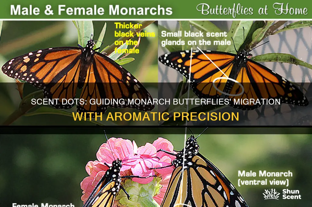 how do the scent dots help monarch butterflies