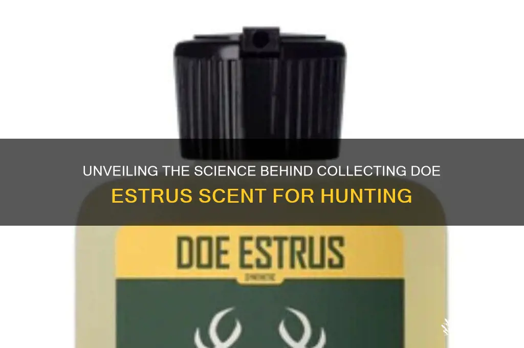 how do they collect doe in estrus scent