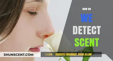 Unraveling the Science Behind How Our Noses Detect Scents