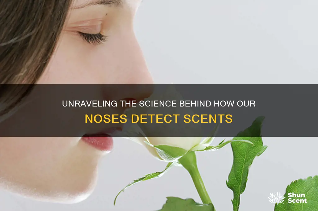 how do we detect scent