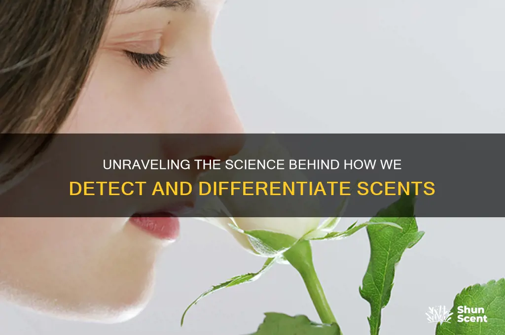 how do we smell different scents