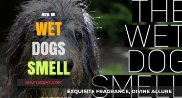 Unraveling the Mystery: Why Wet Dogs Have That Distinct Smell