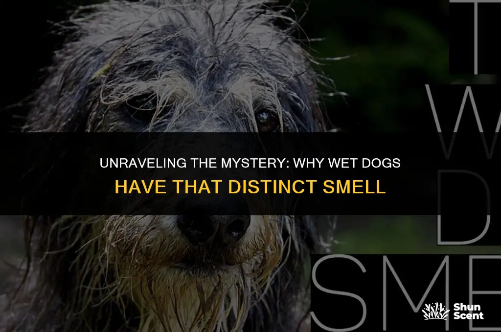 how do wet dogs smell