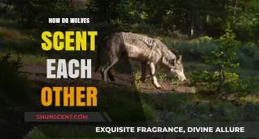 Unveiling the Canine Code: How Wolves Identify Each Other Through Scent