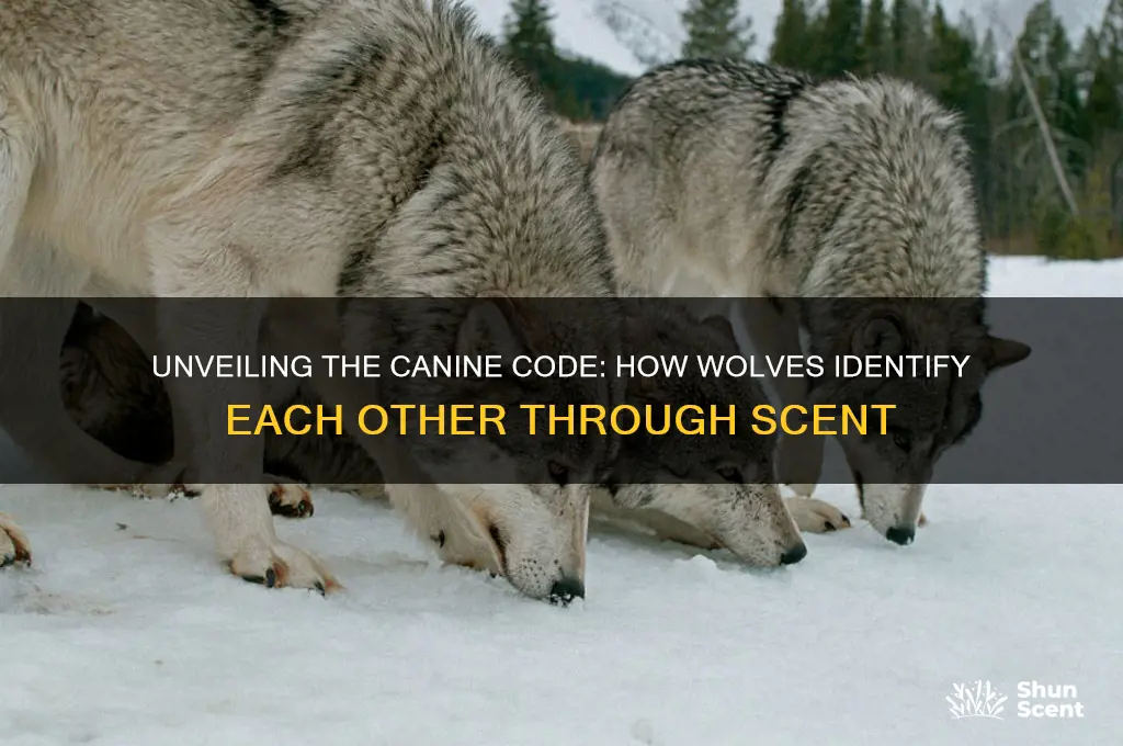how do wolves scent each other