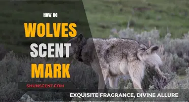 Unveiling the Secrets: How Wolves Use Scent Marking for Survival
