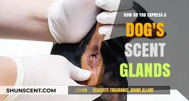 Understanding and Expressing Your Dog's Scent Glands: A Comprehensive Guide