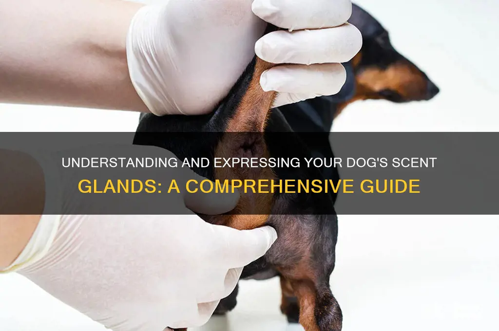 how do you express a dog