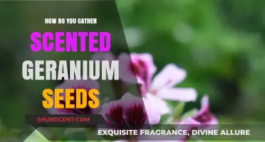 Harvesting Scented Geranium Seeds: A Step-by-Step Guide for Gardeners