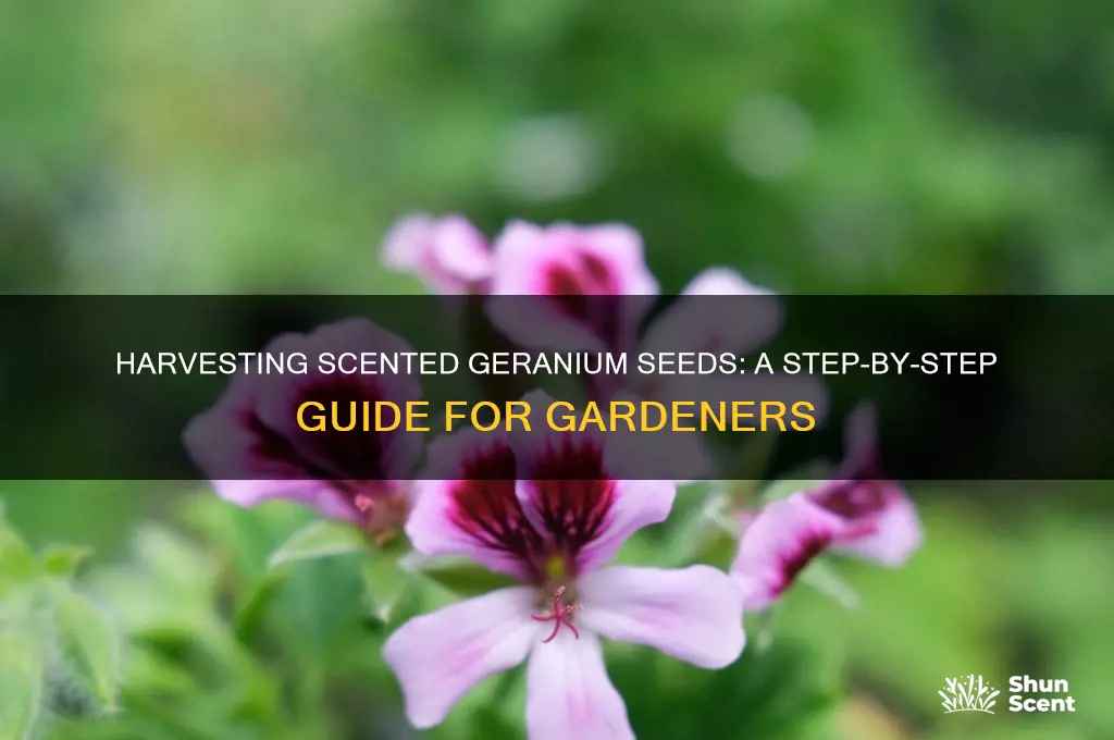 how do you gather scented geranium seeds