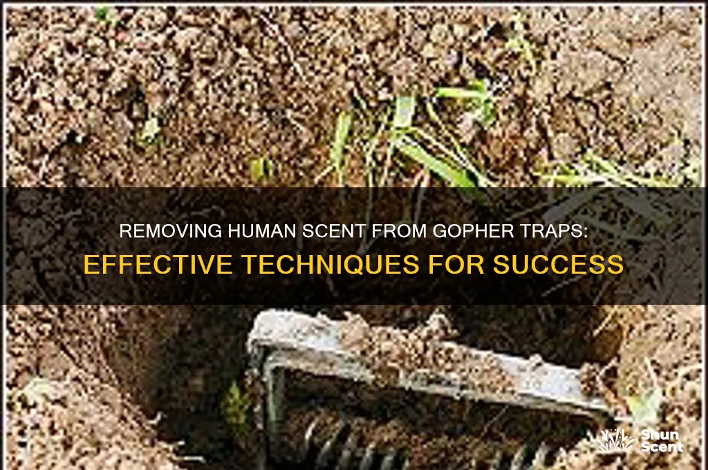 how do you get human scent off a golpher trap