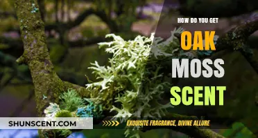 Unlocking the Secrets: How to Capture Oak Moss Scent Naturally
