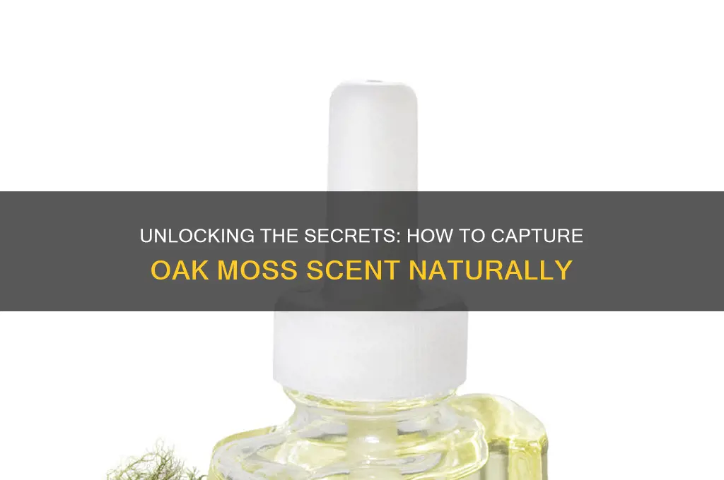 how do you get oak moss scent