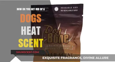 Effective Ways to Eliminate Your Dog's Heat Scent Quickly and Safely