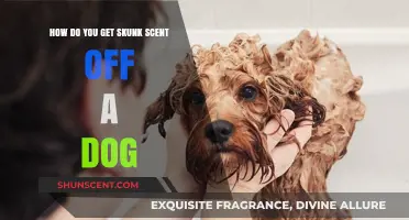 Effective Ways to Remove Skunk Smell from Your Dog Quickly