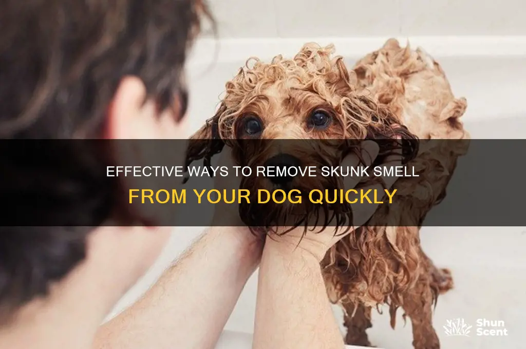 how do you get skunk scent off a dog