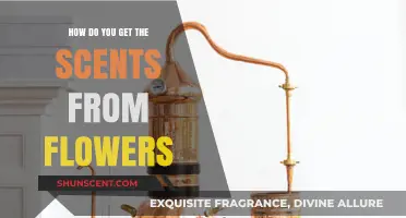 Unlocking Nature's Secrets: How to Extract Scents from Flowers
