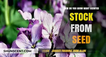 Growing Night Scented Stock: A Step-by-Step Seed Guide