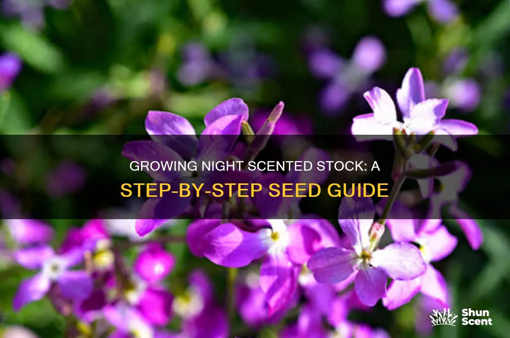 how do you grow night scented stock from seed