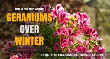 Winter Care Tips for Preserving Your Scented Geraniums Indoors