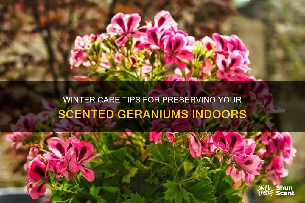 how do you keep scented geraniums over winter