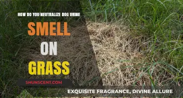 Effective Ways to Eliminate Dog Urine Odor from Your Lawn