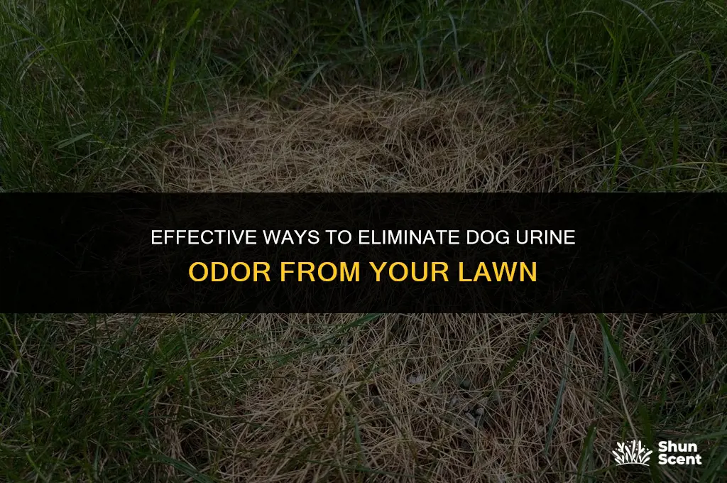 how do you neutralize dog urine smell on grass
