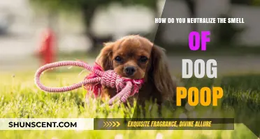 Effective Ways to Neutralize the Smell of Dog Poop