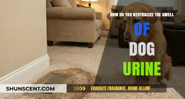 Effective Ways to Eliminate Dog Urine Odor: A Comprehensive Guide
