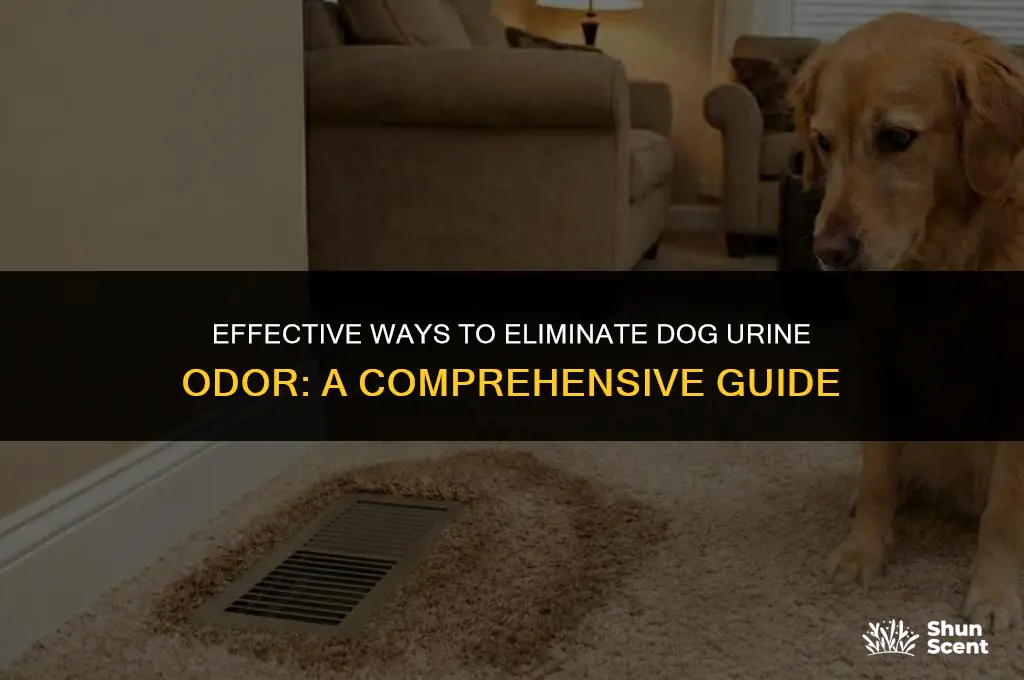 how do you neutralize the smell of dog urine