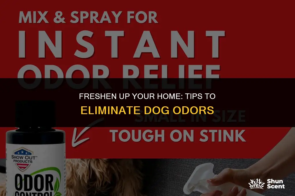 how do you prevent your house from smelling like dog