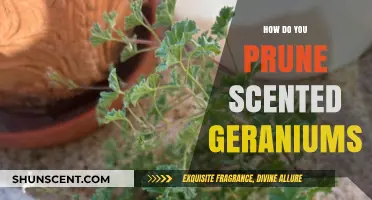 Pruning Scented Geraniums: Essential Tips for Healthy, Fragrant Growth