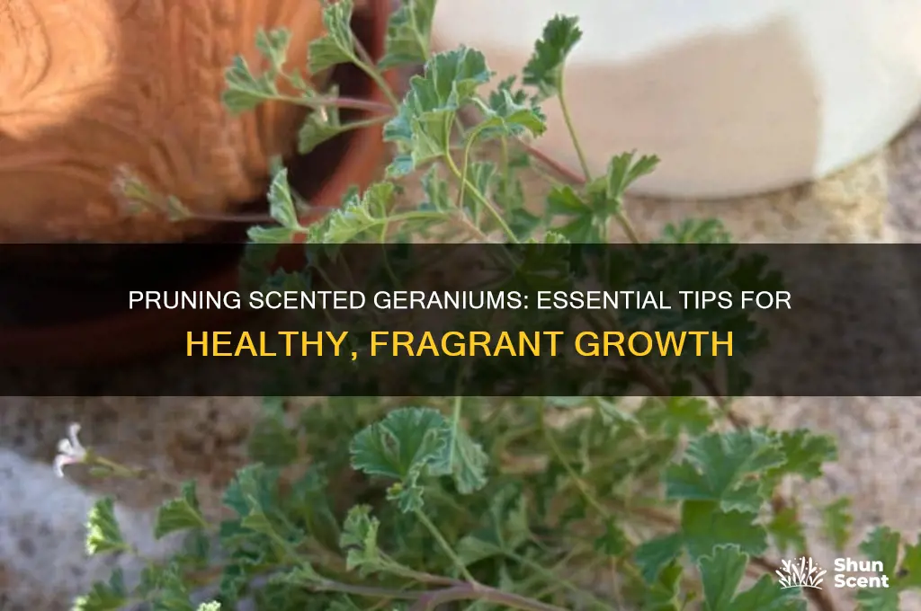 how do you prune scented geraniums